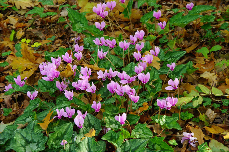 Rando Cyclamens à St Cirq samedi 10 octobre 2026