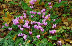Rando Cyclamens à St Cirq samedi 10 octobre 2026