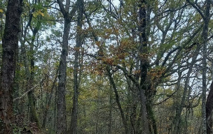 Rando à GOULENS vendredi 28 novembre