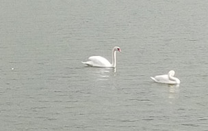 Rando à LACEPEDE dimanche 8 mars