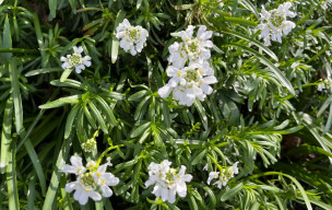 Rando à LAROQUE TIMBAUT vendredi 13 mars