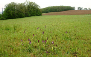 Rando à St Maurin dimanche 12 avril