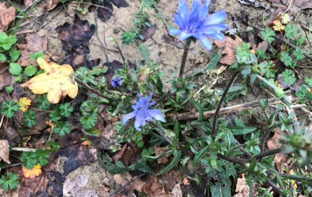 Rando à St MAURIN vendredi 14 novembre 2025