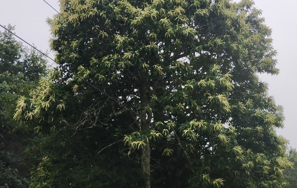 Rando à SOS Dimanche 31 mai
